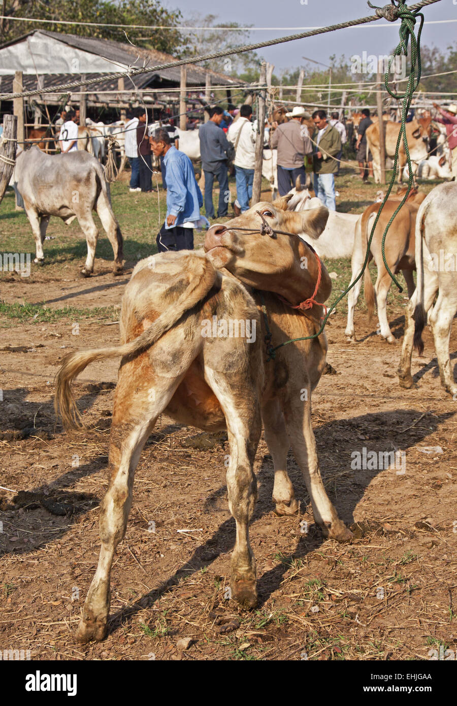 Bulls hump hi-res stock photography and images - Alamy