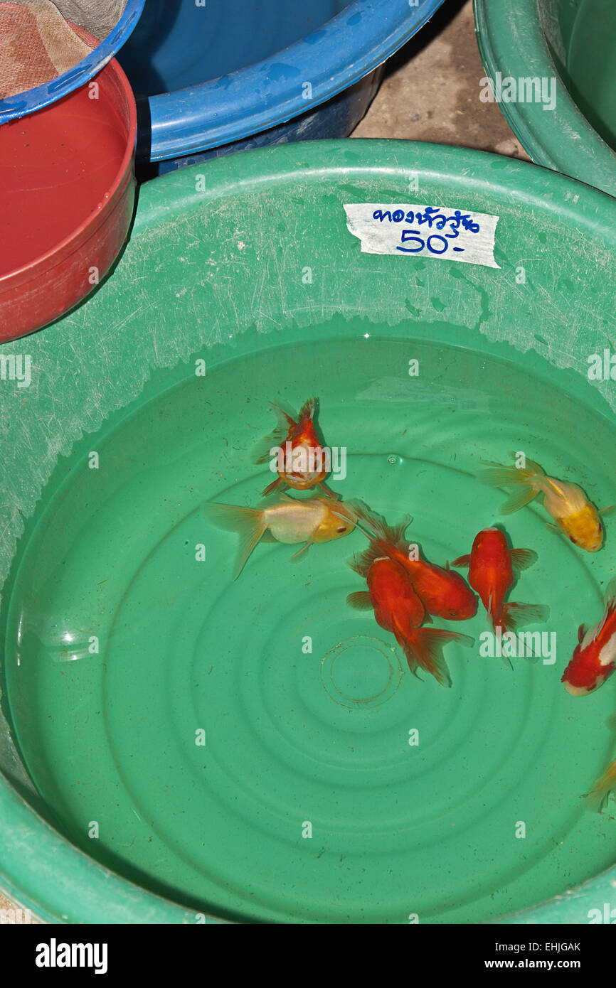 Goldfishes Stock Photo