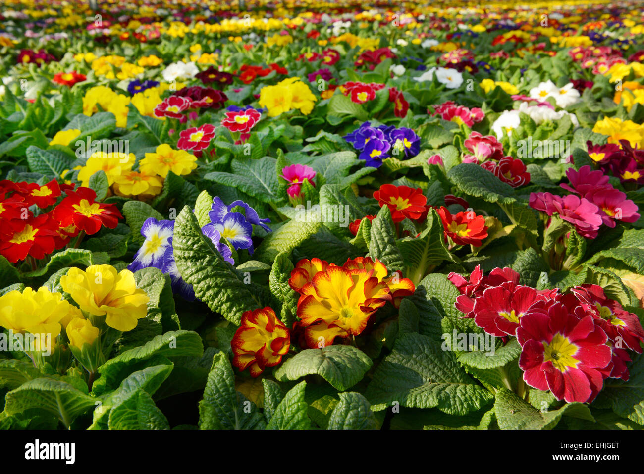 Large selection of colorful primroses Stock Photo