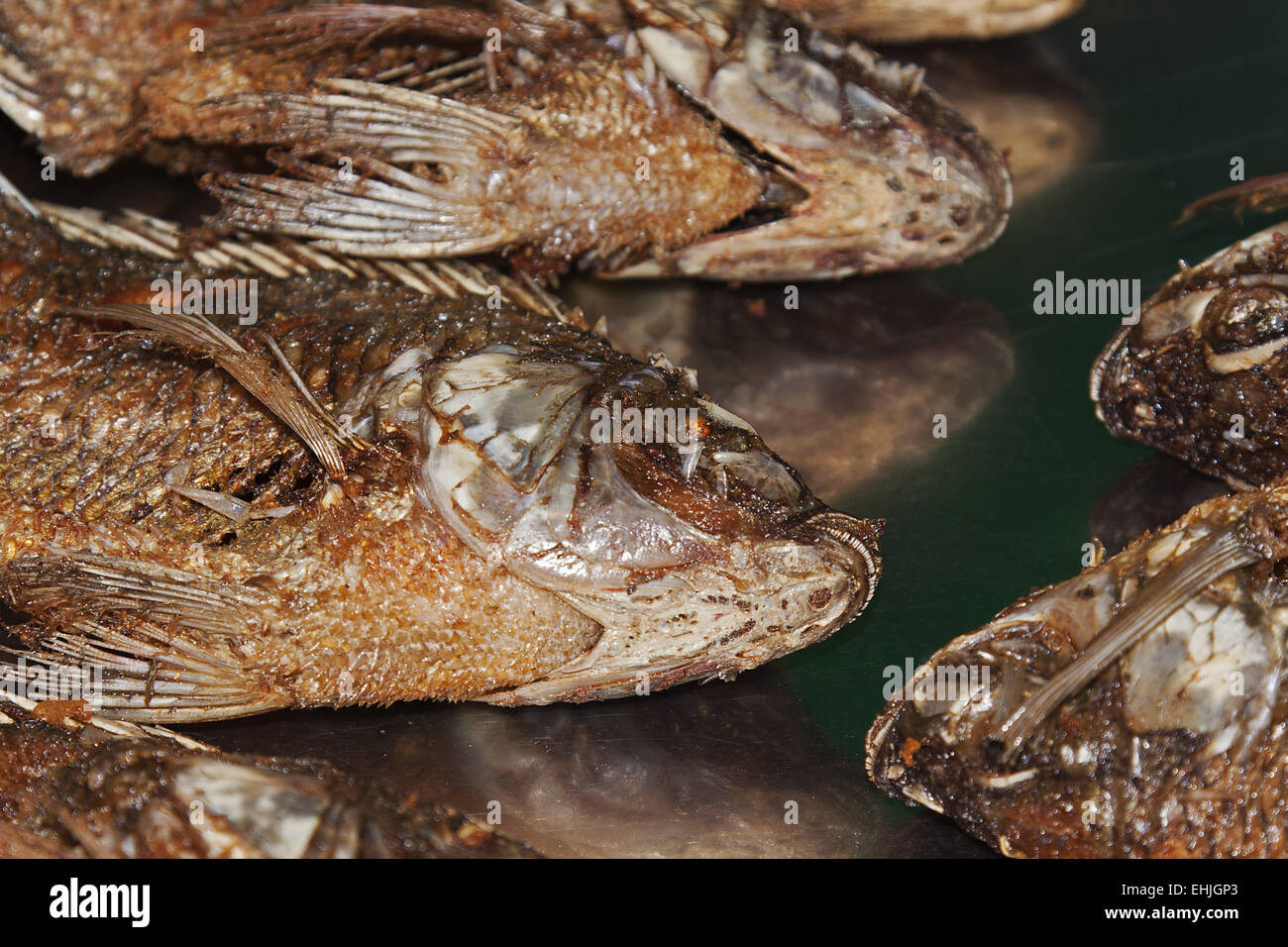 Fish Stock Photo