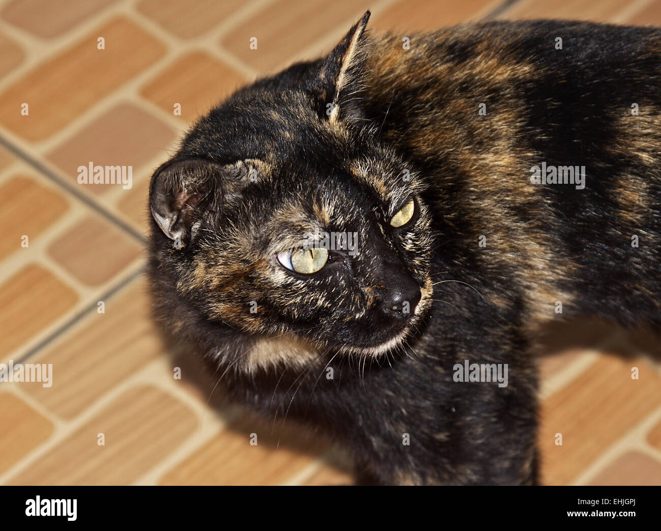 Cat Stock Photo
