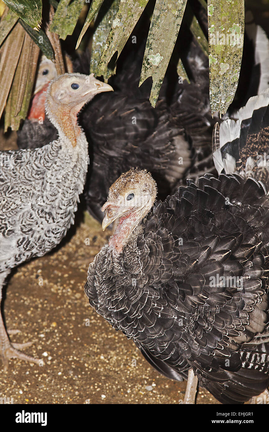 Wild Turkey Stock Photo