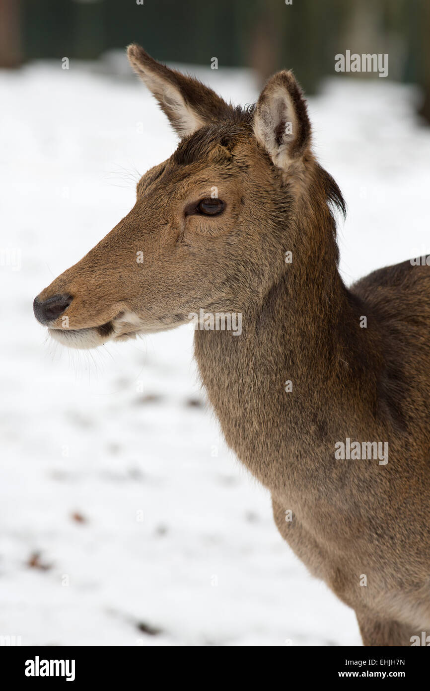 red deer Stock Photo
