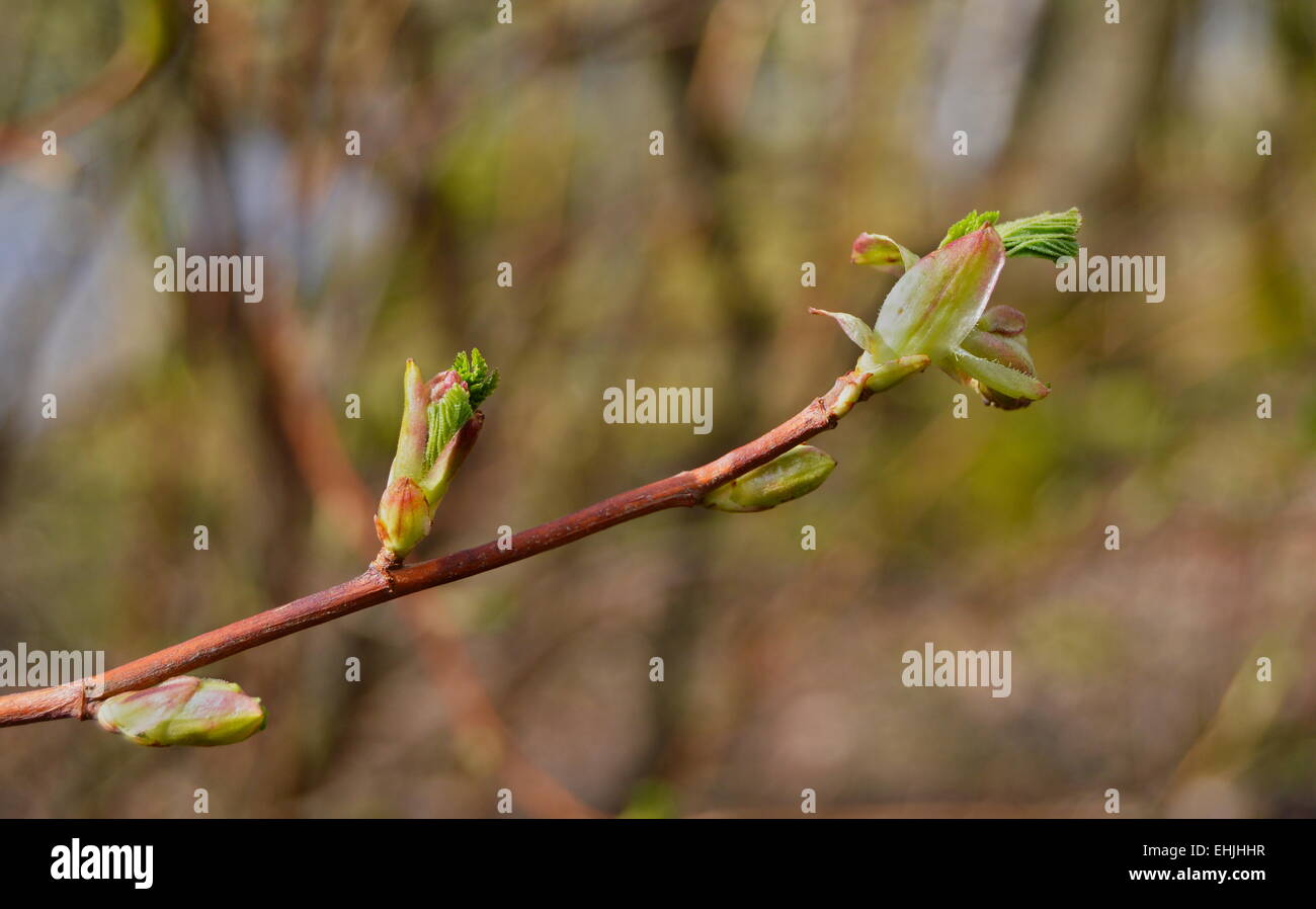 Hornbeam (Carpinus betulus) buds opening in Spring. Stock Photo