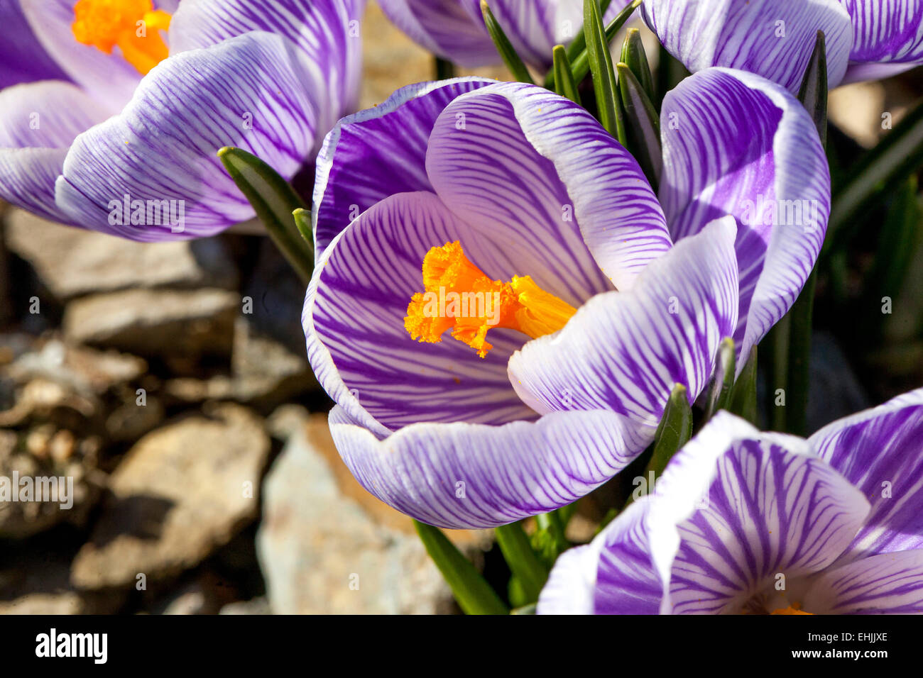 Crocus vernus 'Pickwick' blooming in early spring Stock Photo