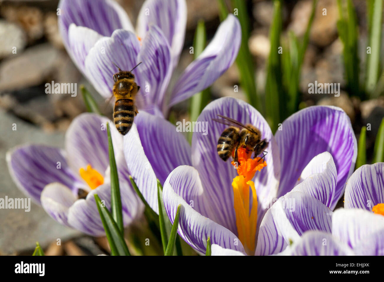 Crocus vernus 'Pickwick'  in bloom and bee Stock Photo