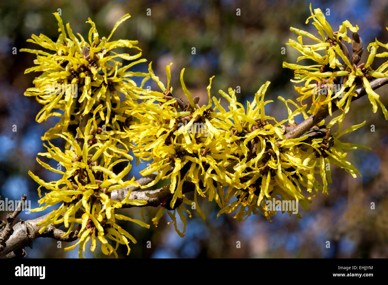 Witch Hazel, Hamamelis mollis close up winter flowering shrubs Stock Photo