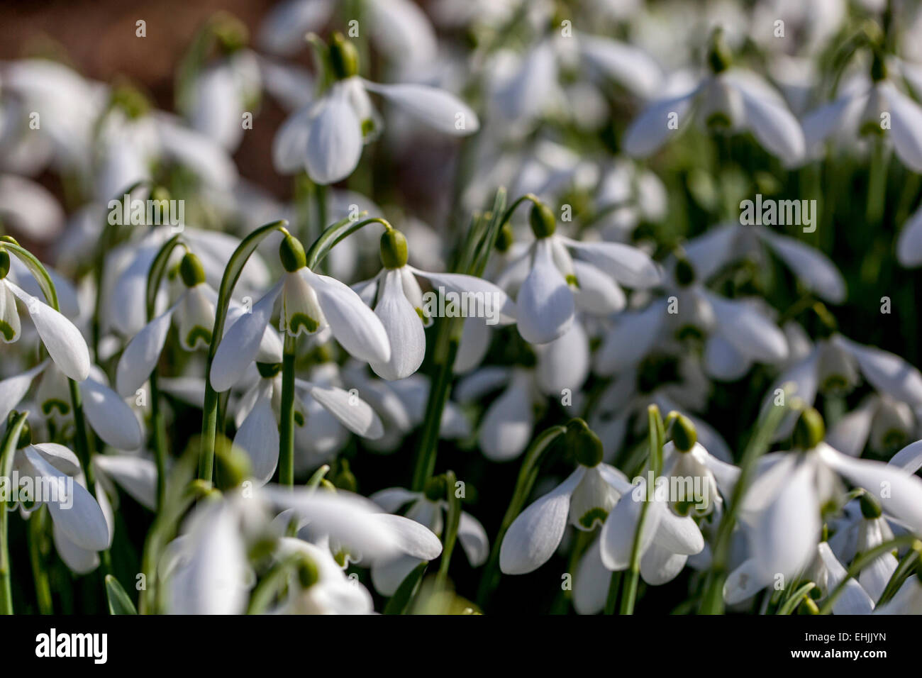 Snowdrops, Galanthus nivalis Stock Photo