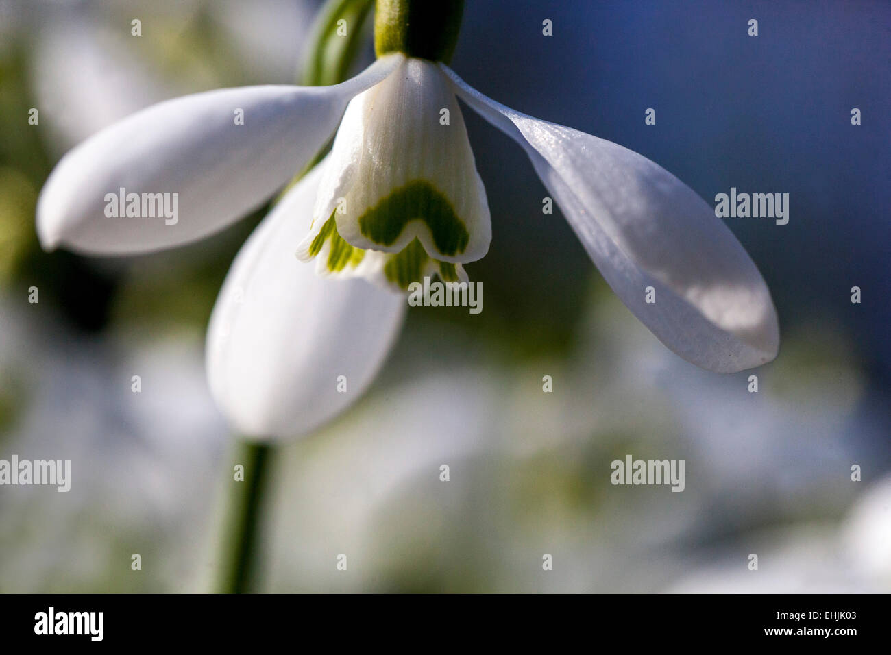 Snowdrop, Galanthus nivalis Stock Photo