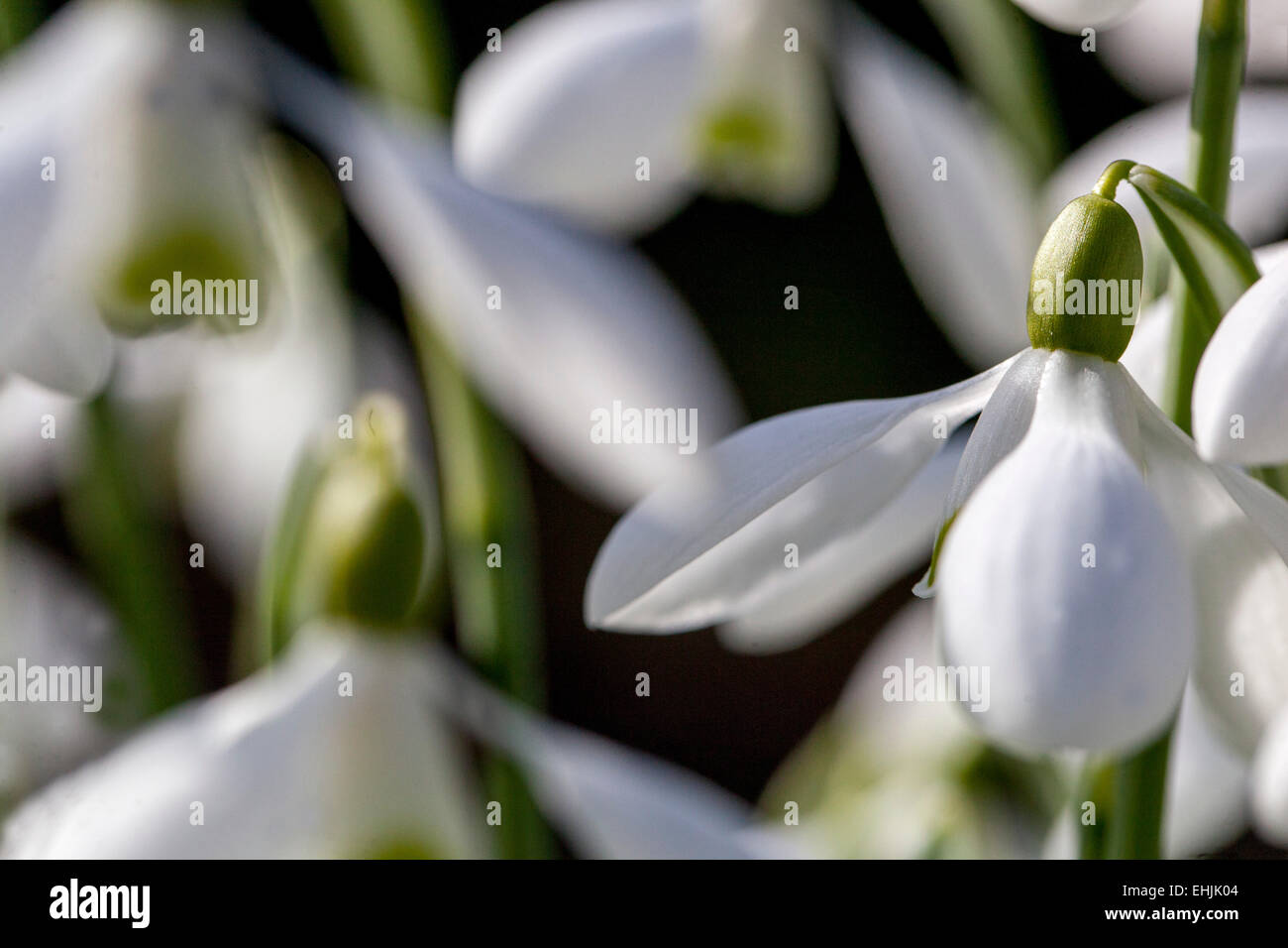 Snowdrop, Galanthus nivalis Stock Photo
