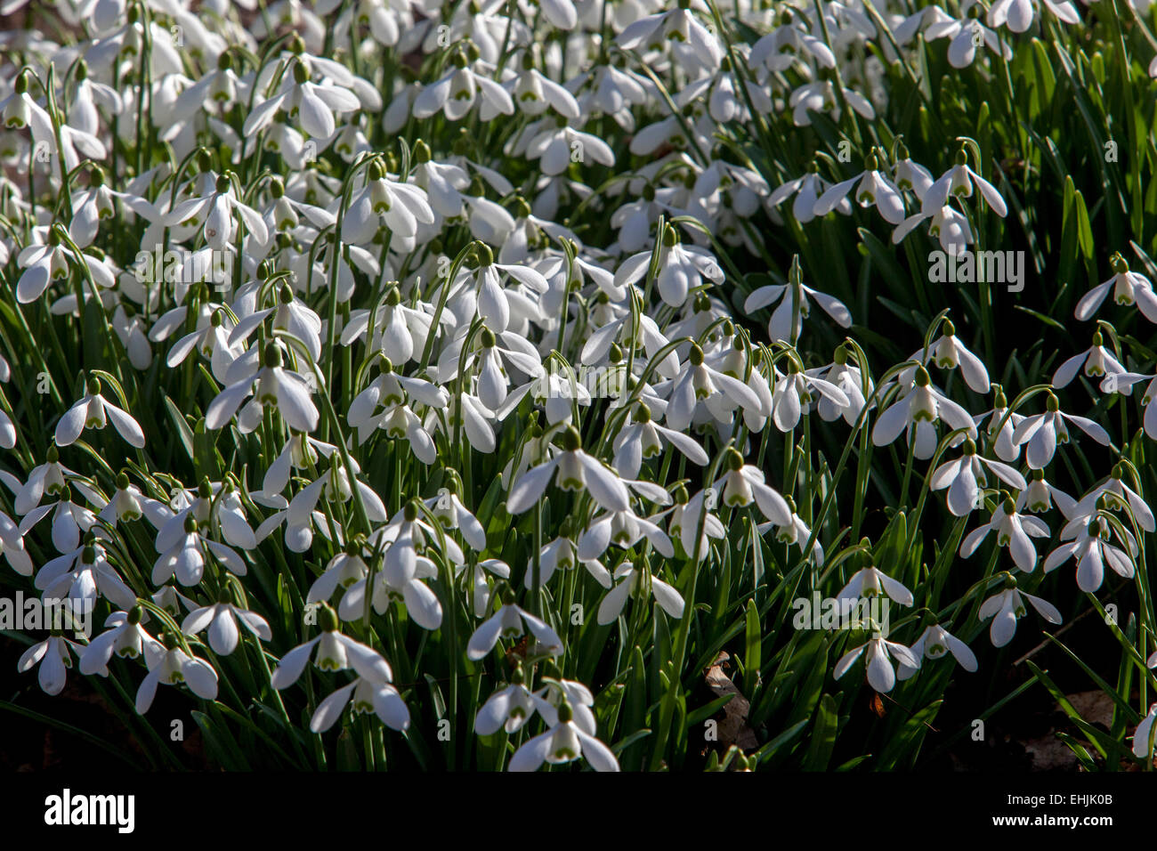 Galanthus nivalis White Snowdrops Early Spring garden flowers in lawn in the flowerbed Stock Photo