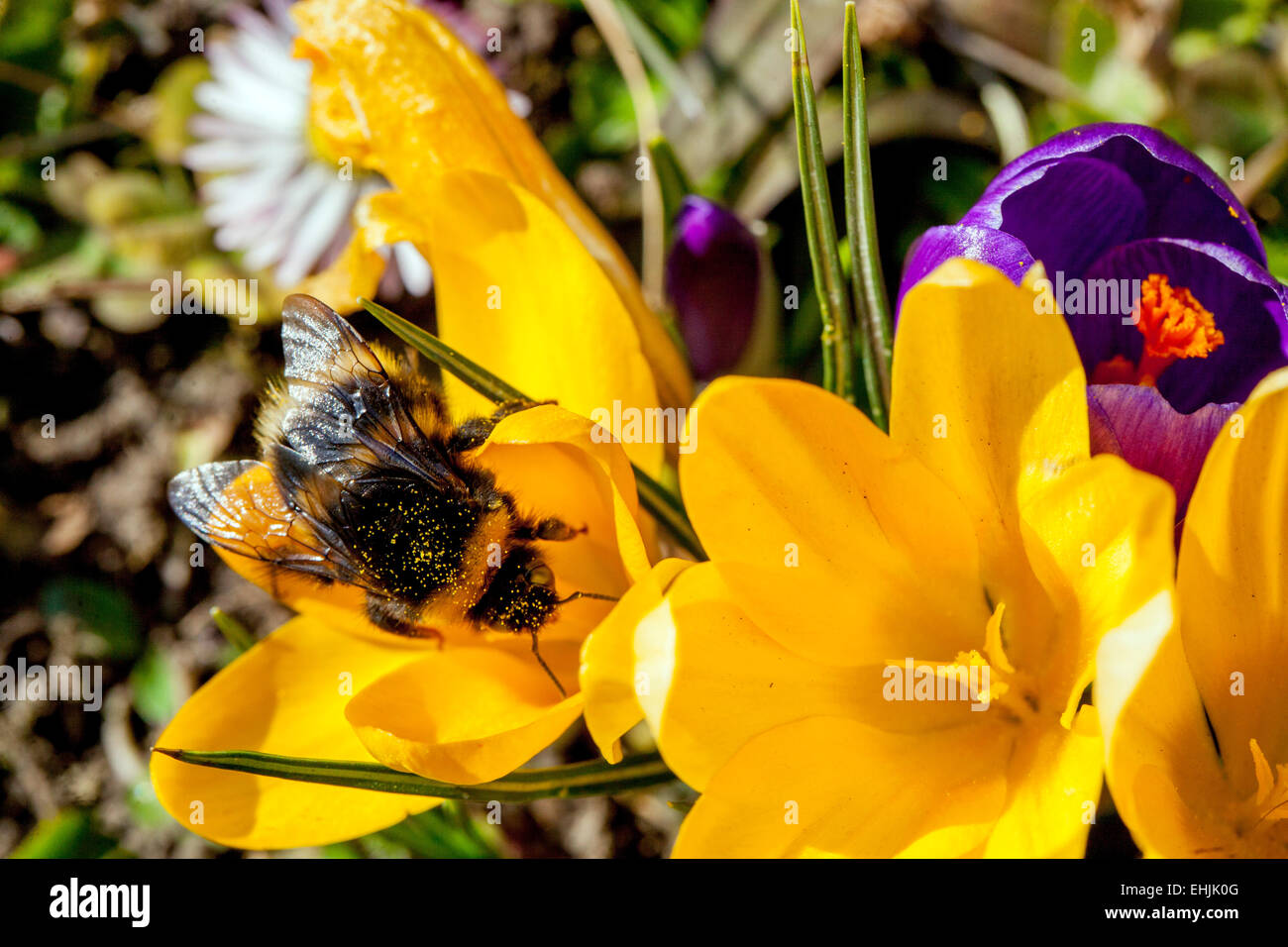Crocus and bumble bee in crocus flower Insect Stock Photo