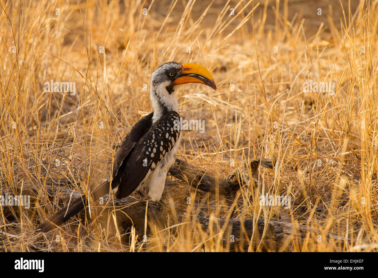 Eastern Yellow-billed Hornbill (Tockus flavirostris) Stock Photo