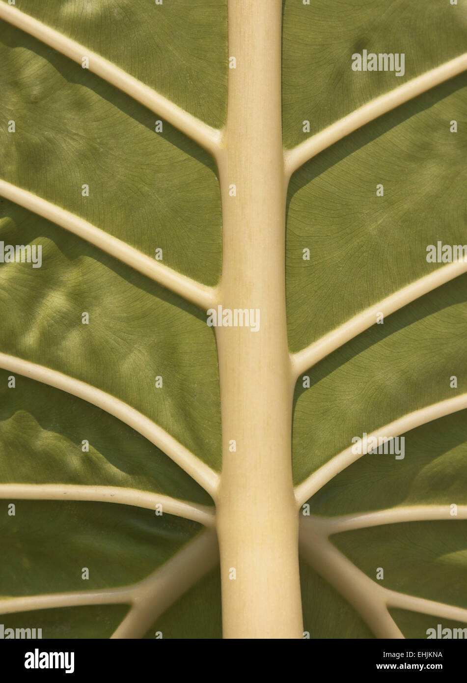 Leaf-vein Stock Photo
