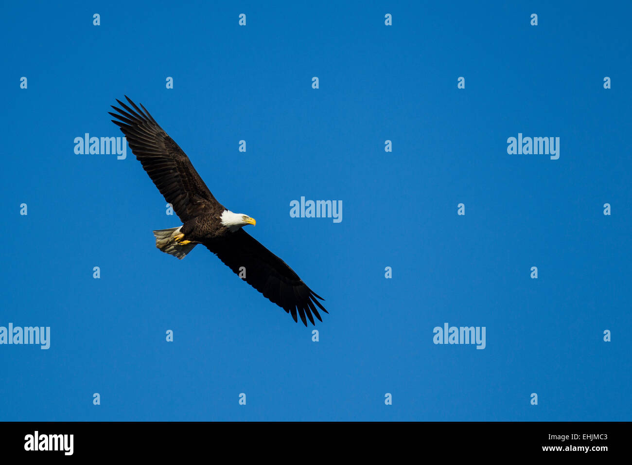 Bald Eagle (Haliaeetus leucocephalus) in flight Stock Photo - Alamy
