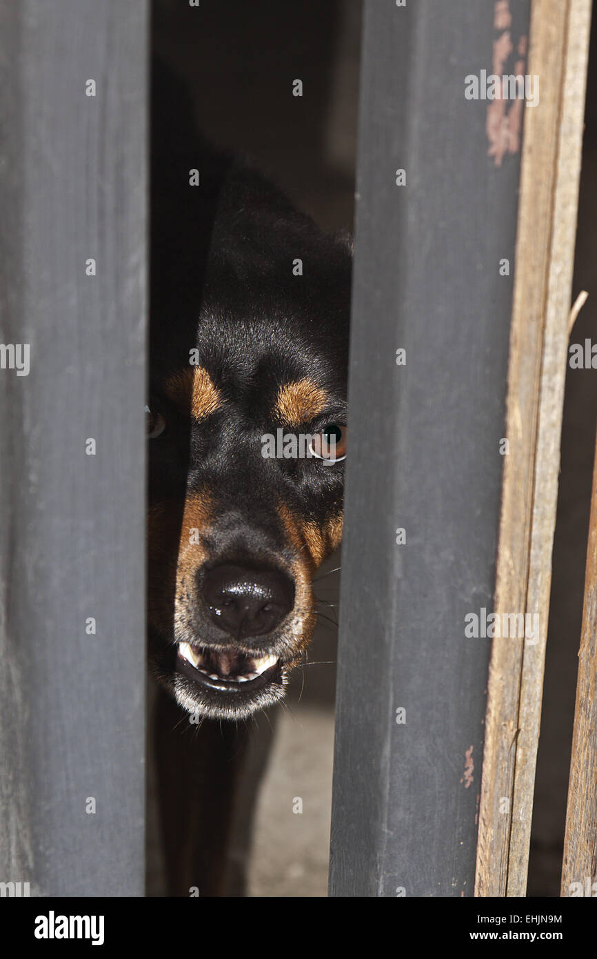 Vicious dog Stock Photo 79702496 Alamy