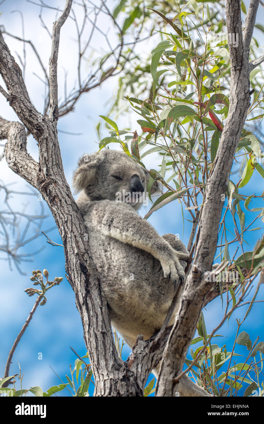 Relaxing Koala Stock Photo
