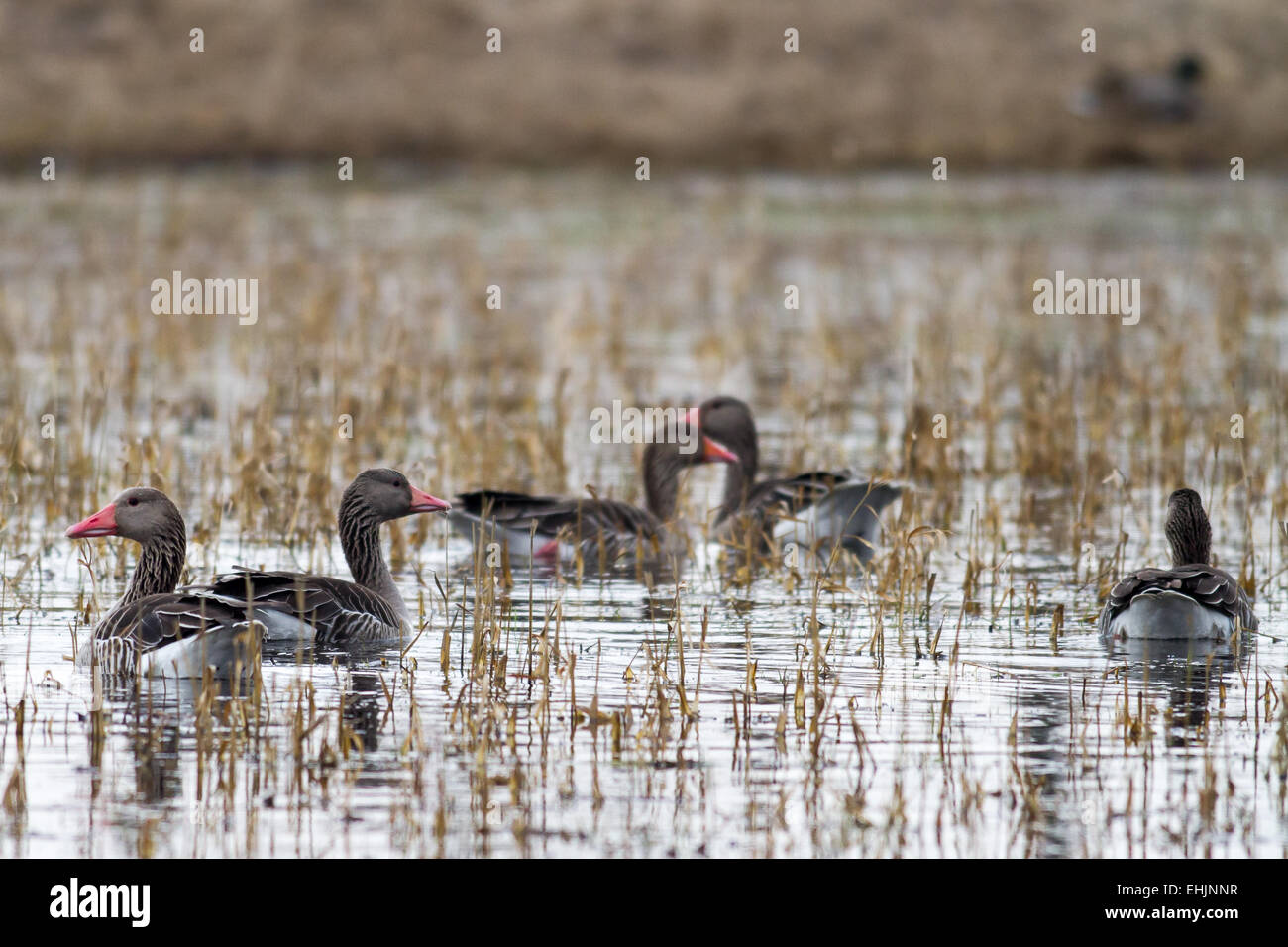 Greylag geese in NP Neusiedlersee Stock Photo