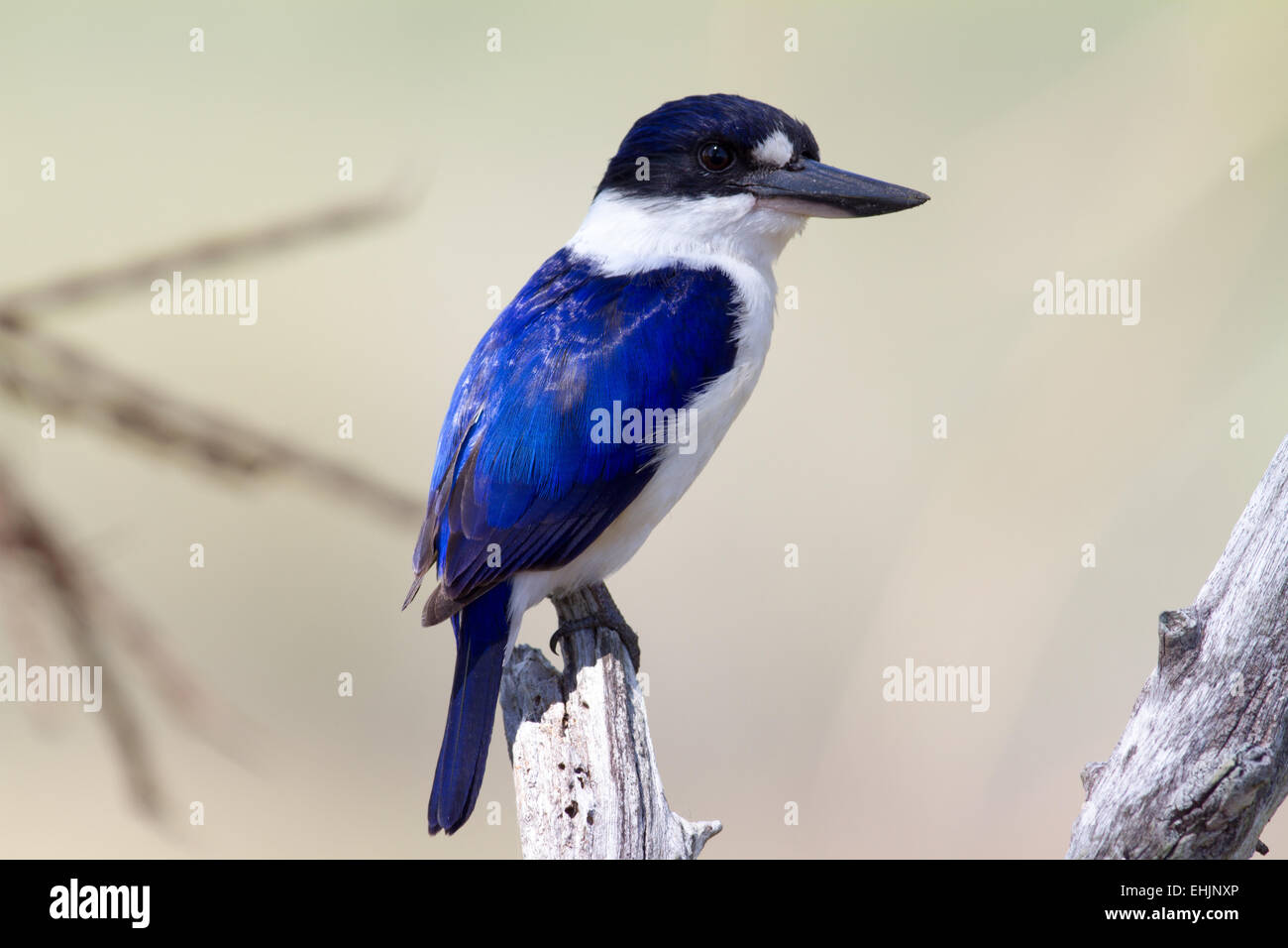 Forest kingfisher Stock Photo