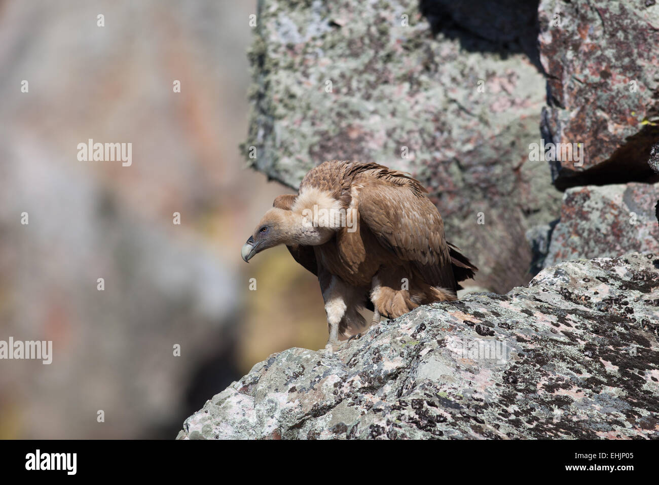 Griffon vulture Stock Photo