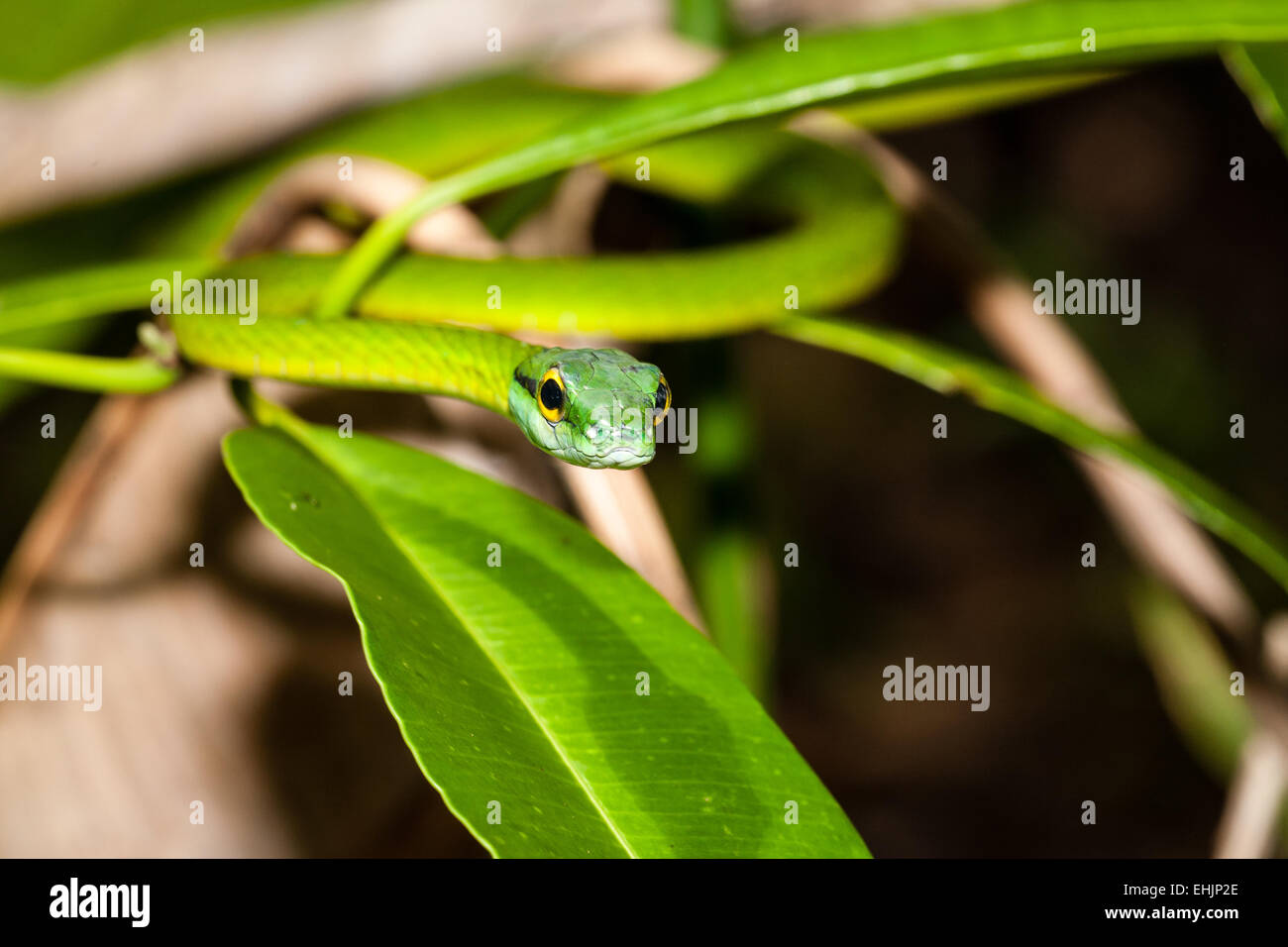 Short-nosed Vine snake 2 Stock Photo