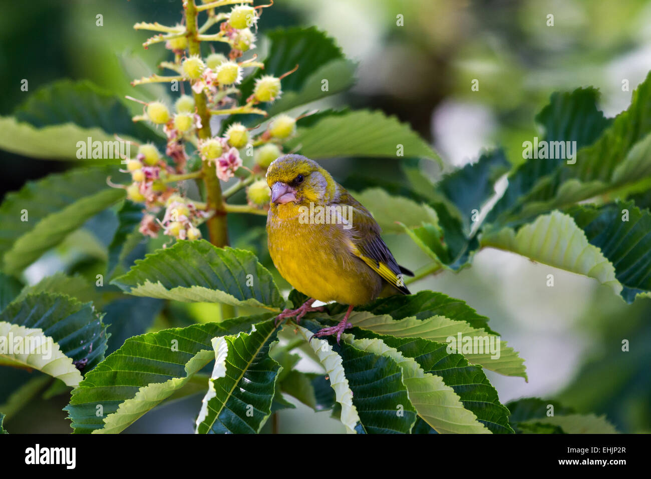 European greenfinch Stock Photo