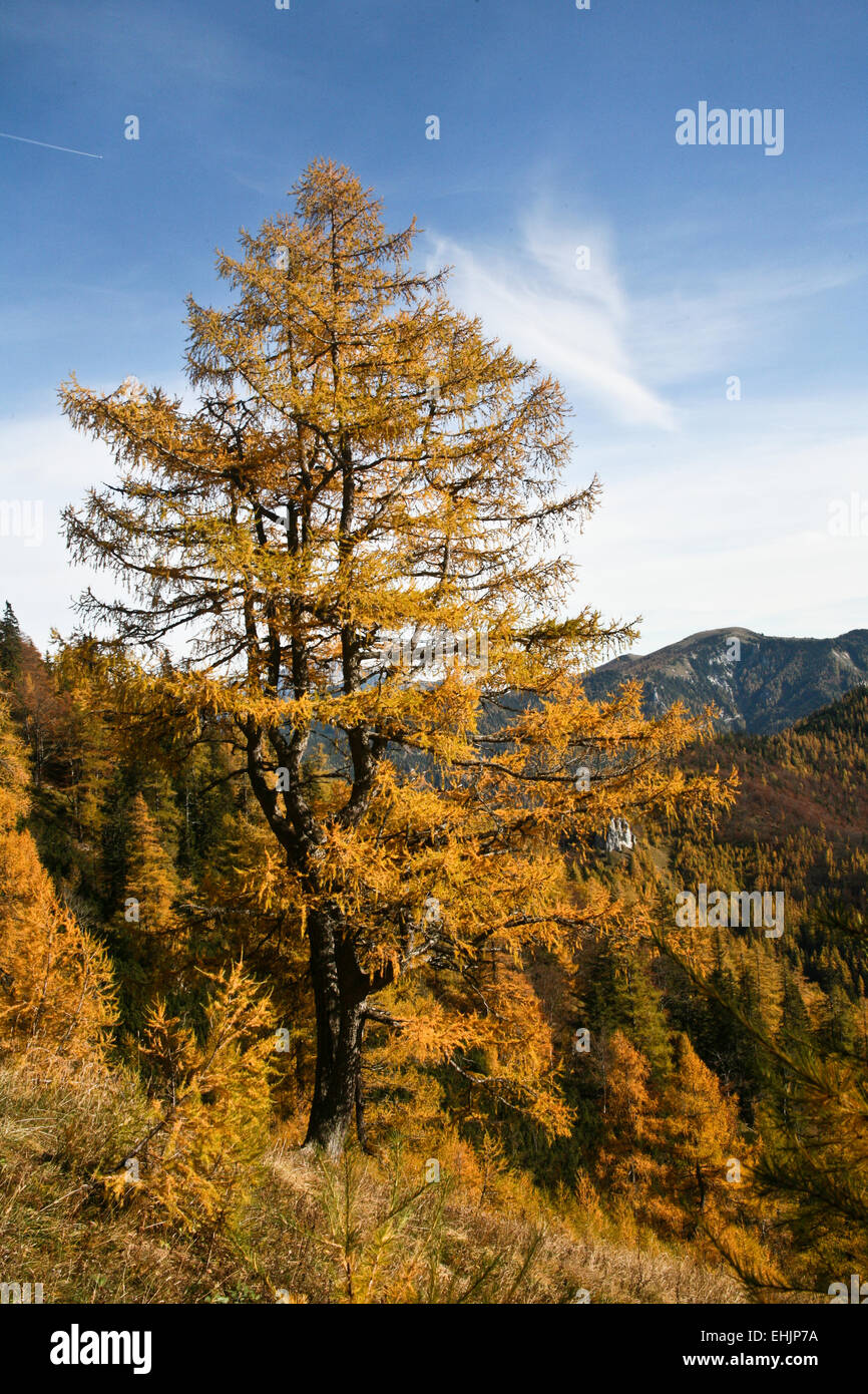 Golden larch in late fall Stock Photo