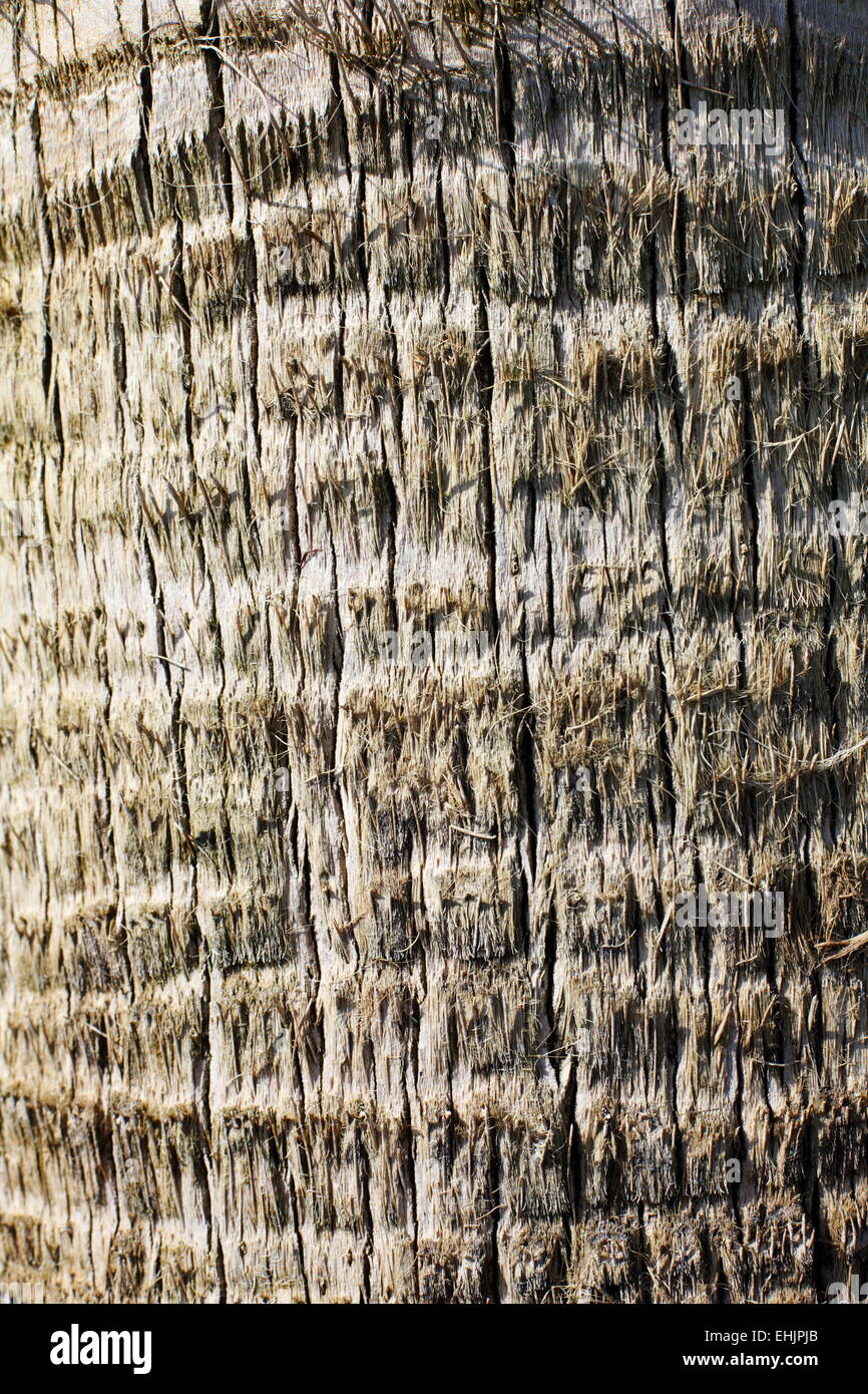 Bark of palm trees. Texture. Stock Photo