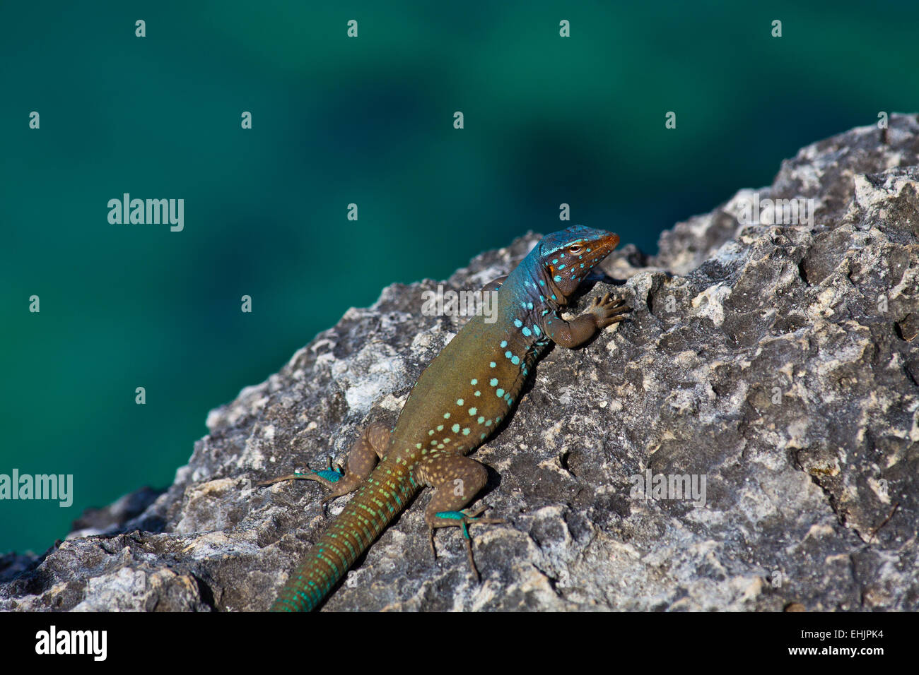 Bonaire Whiptail Lizard Stock Photo