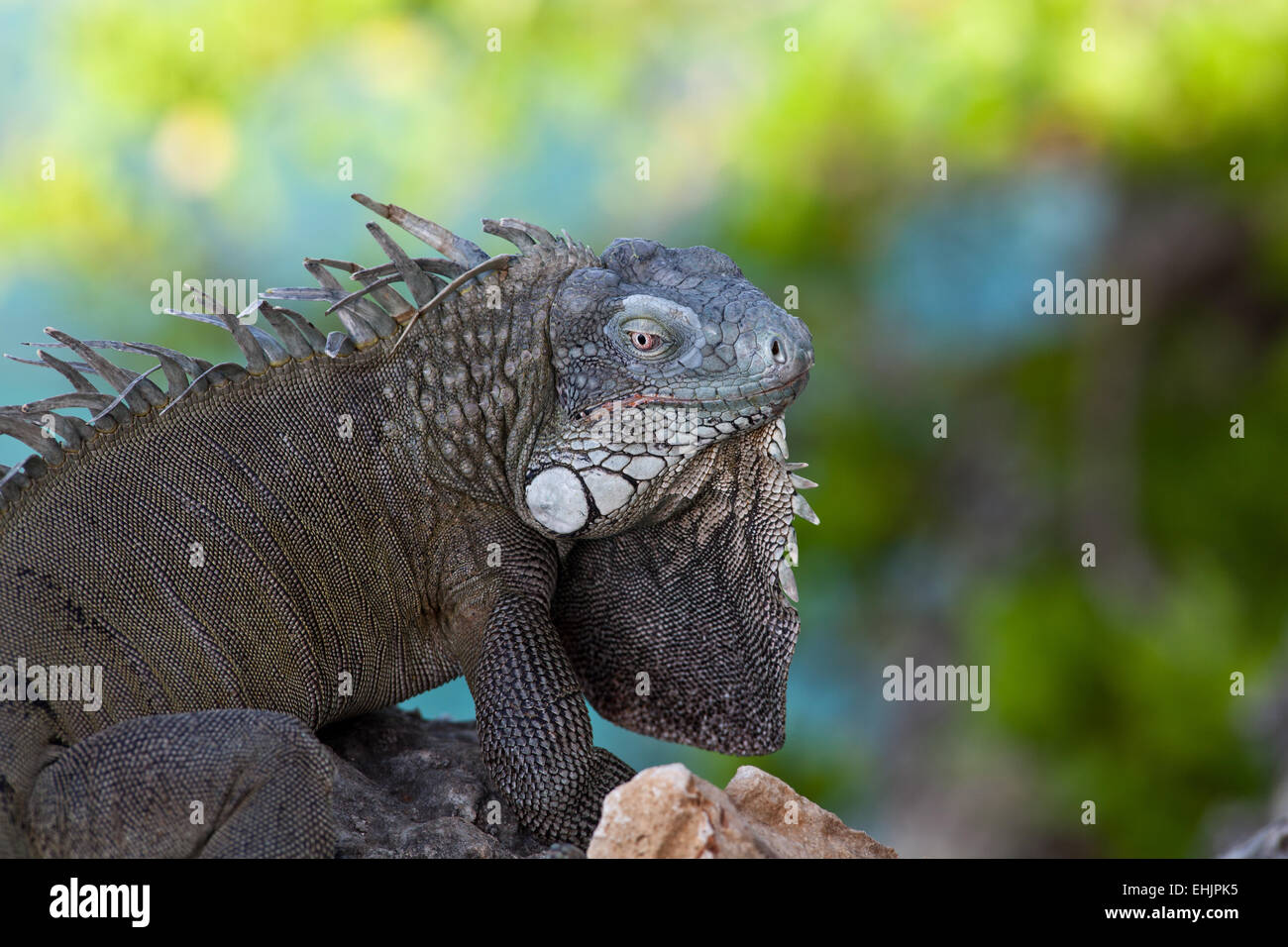 Green iguana Stock Photo