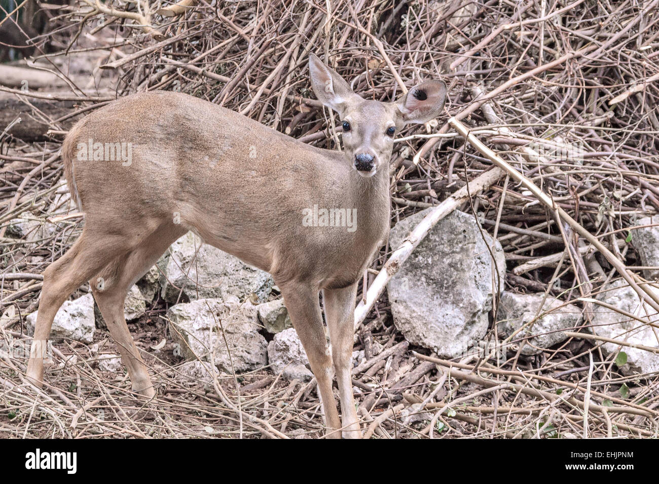 Mexican Deer (Cervidae) Yucatan Mexico Stock Photo Alamy