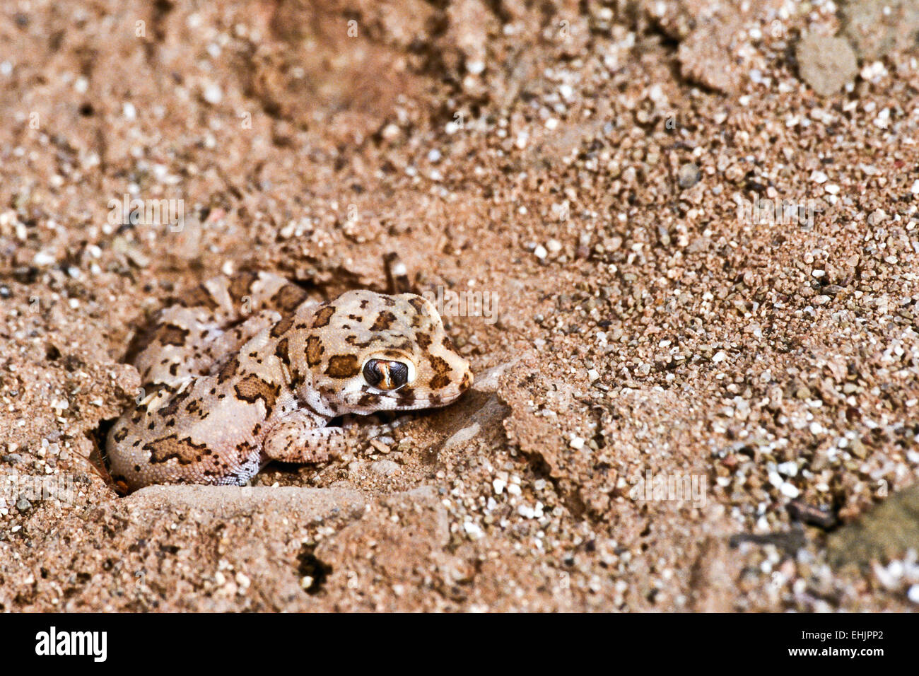 Mediterrinean house gecko Stock Photo