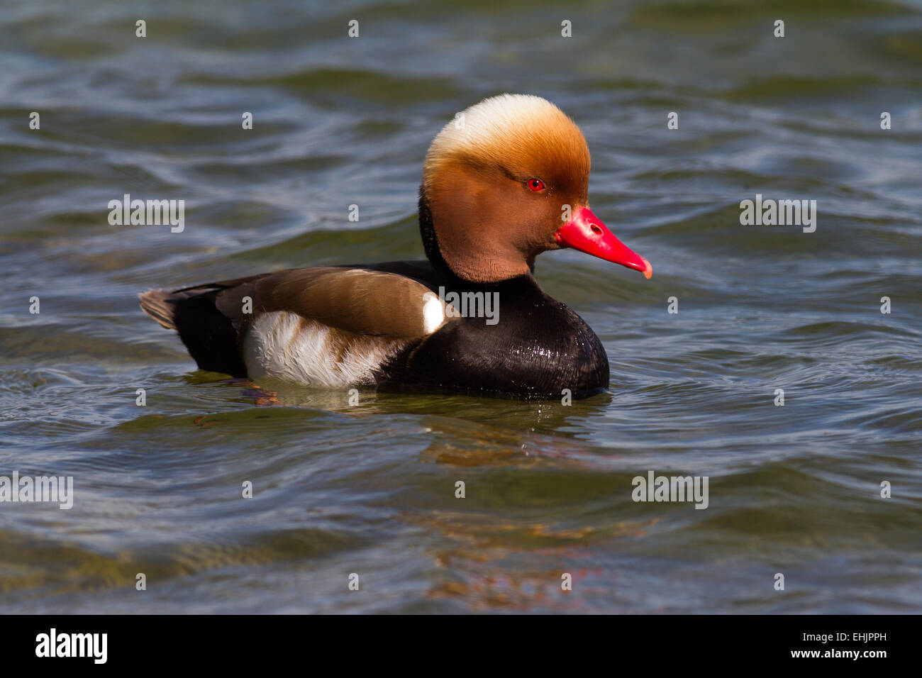 Red crested pochard Stock Photo