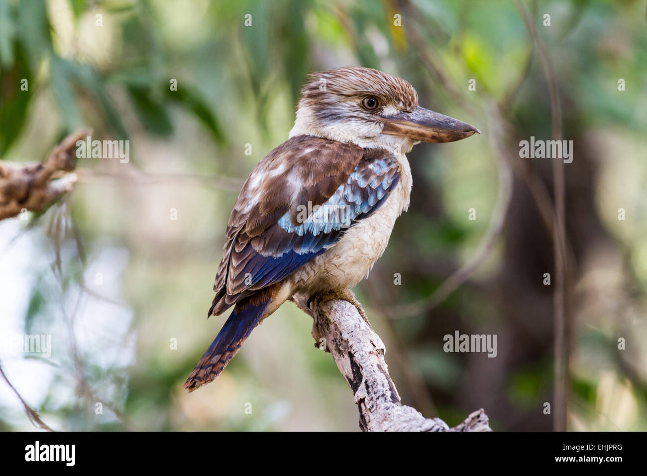 Blue-wingd Kookaburra Stock Photo