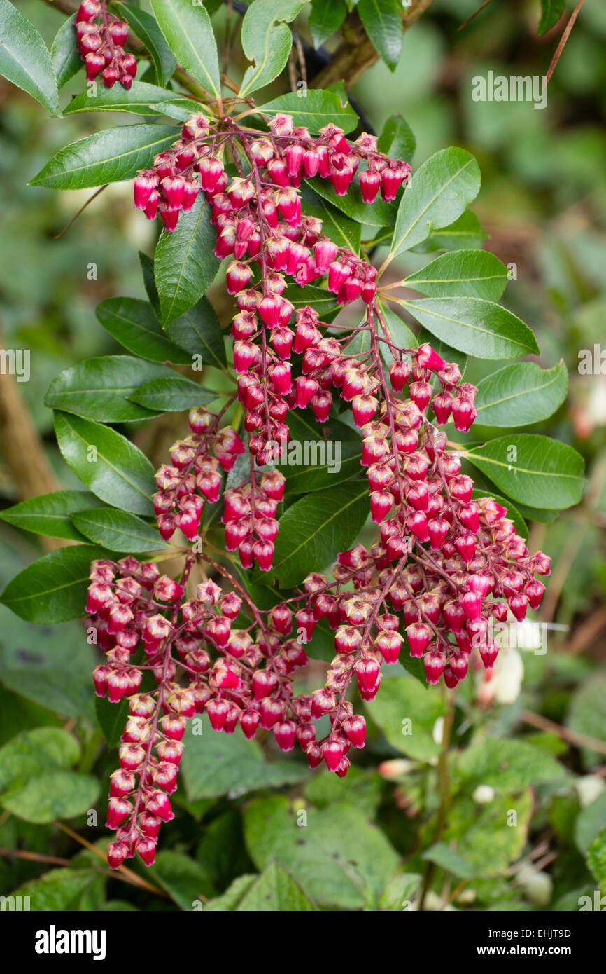 Red-pink early spring flowers of the evergreen shrub, Pieris japonica 'Valley Valentine' Stock Photo