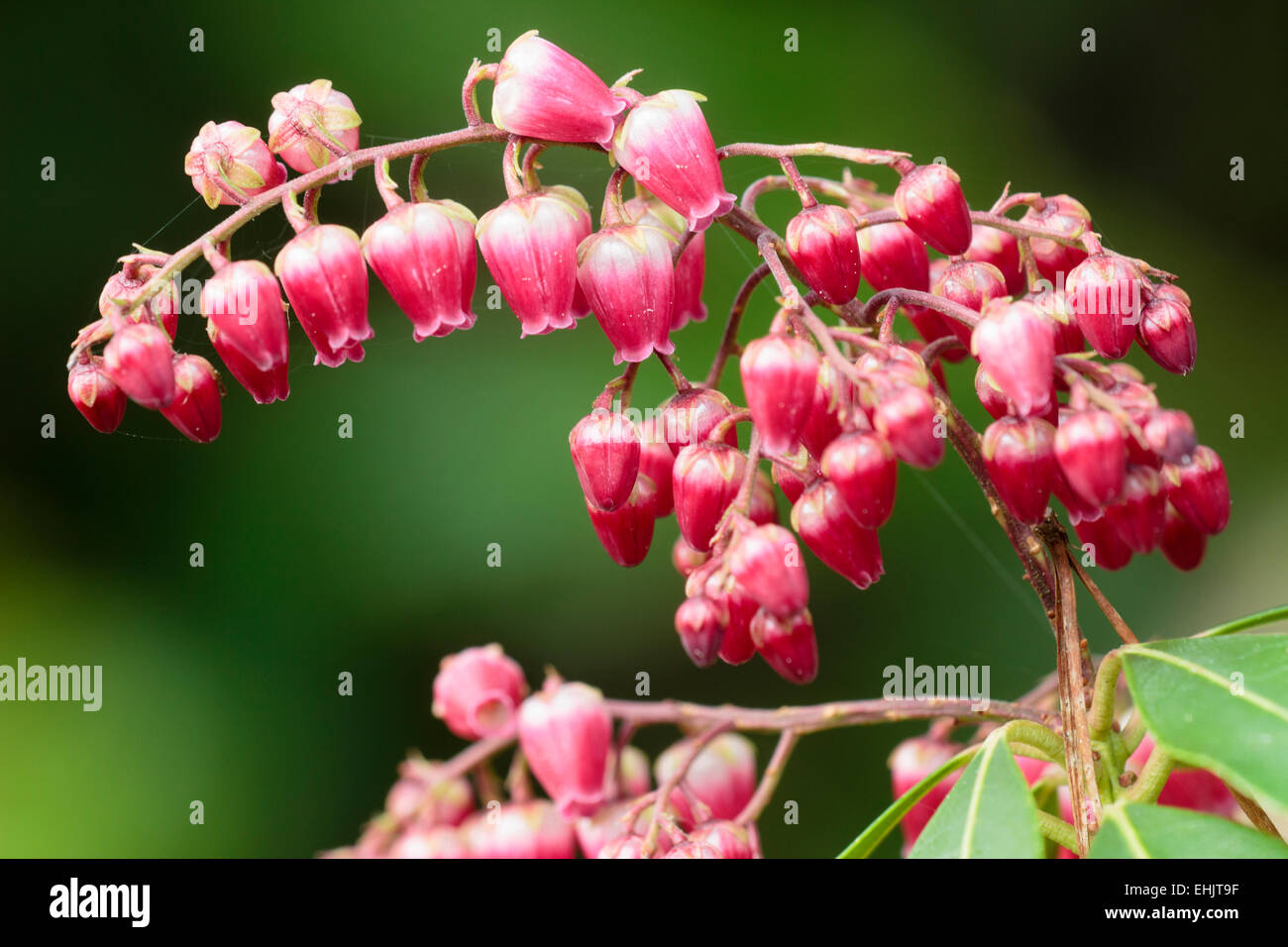 Red-pink early spring flowers of the evergreen shrub, Pieris japonica 'Valley Valentine' Stock Photo