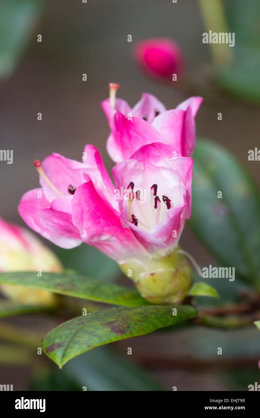 Flowers of Rhododendron 'Seta', a R.moupinense x spinuliferum hybrid popular for it's early flowering Stock Photo