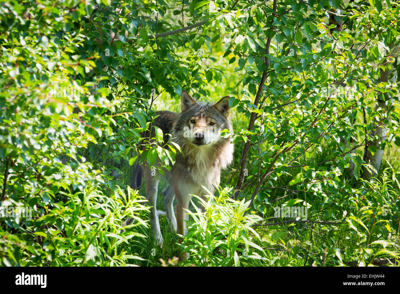 Wolf up close hi-res stock photography and images - Alamy