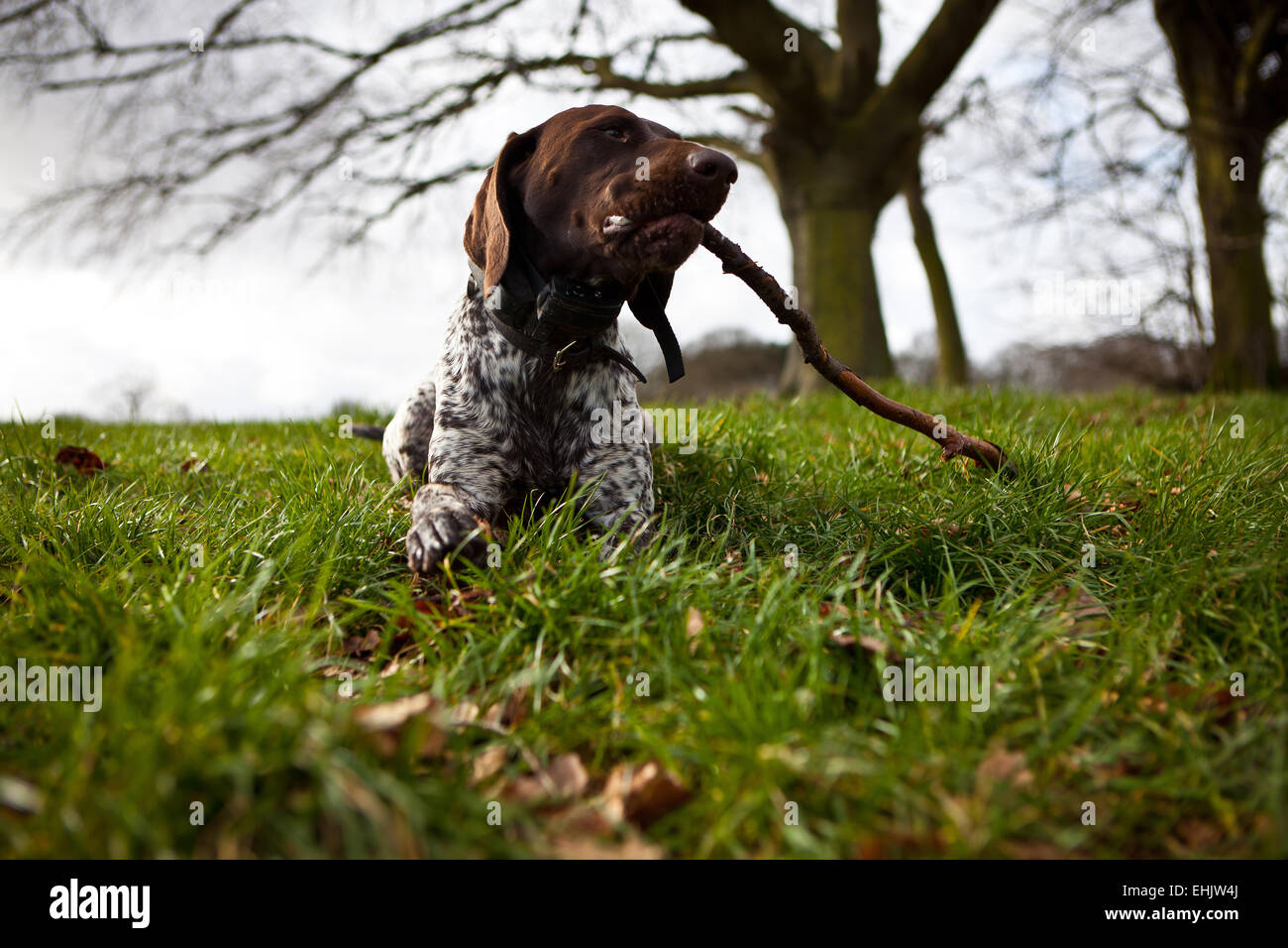 Dog gsp stick chewing hires stock photography and images Alamy