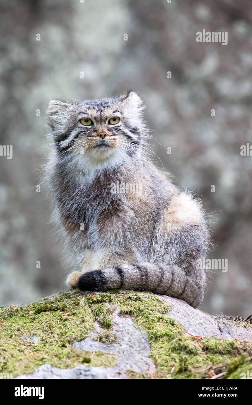 Pallas cat, or manul, lives in the cold and arid steppes of central Asia. Winter temperatures can drop to 50 degrees below zero. Stock Photo