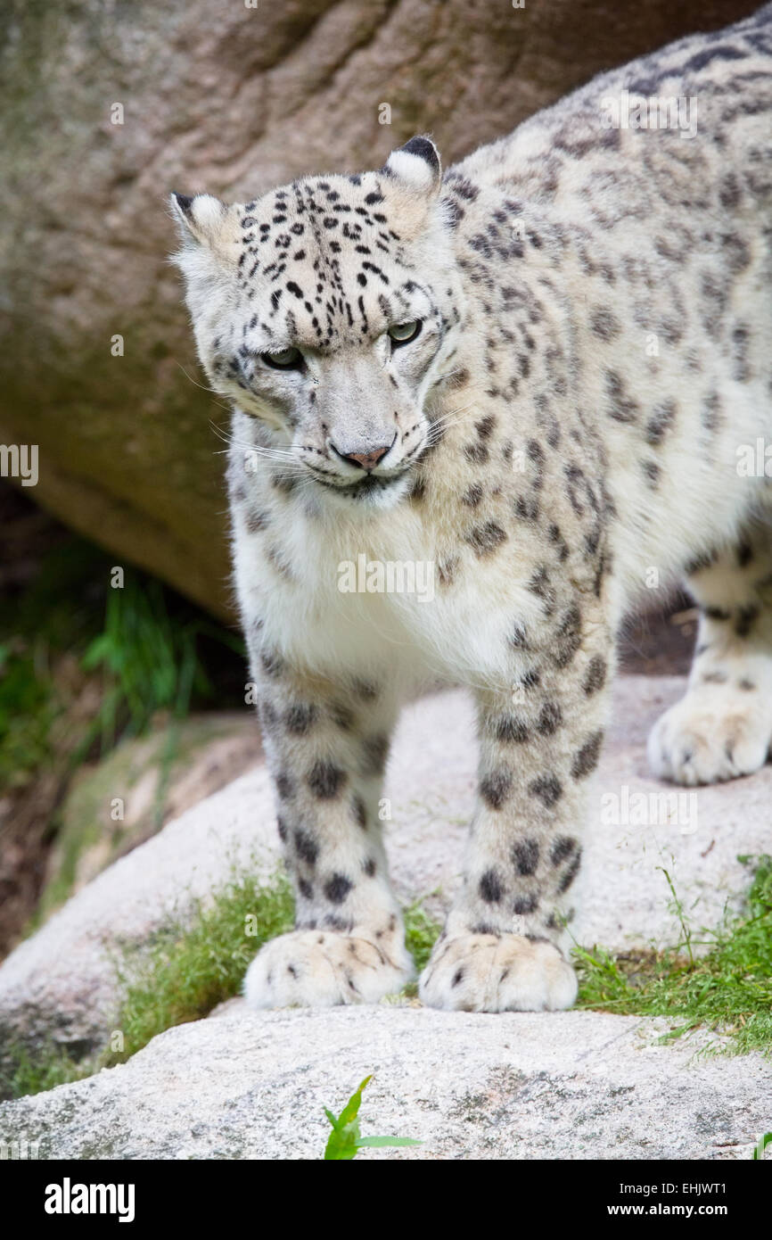 Large snow leopard in a mountain side. Stock Photo