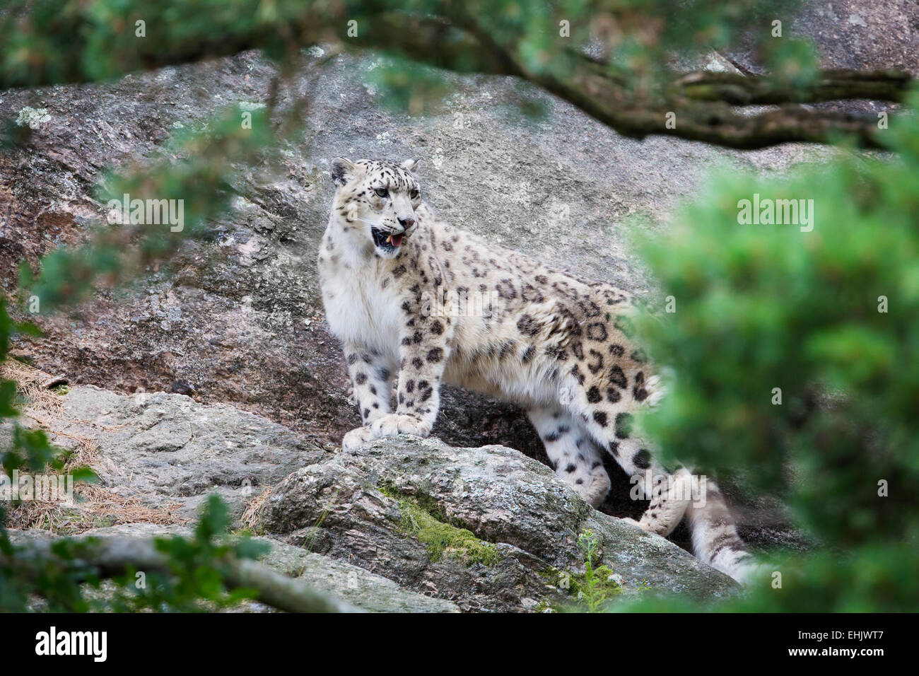 Large snow leopard in a mountain side. Shot far away. Stock Photo