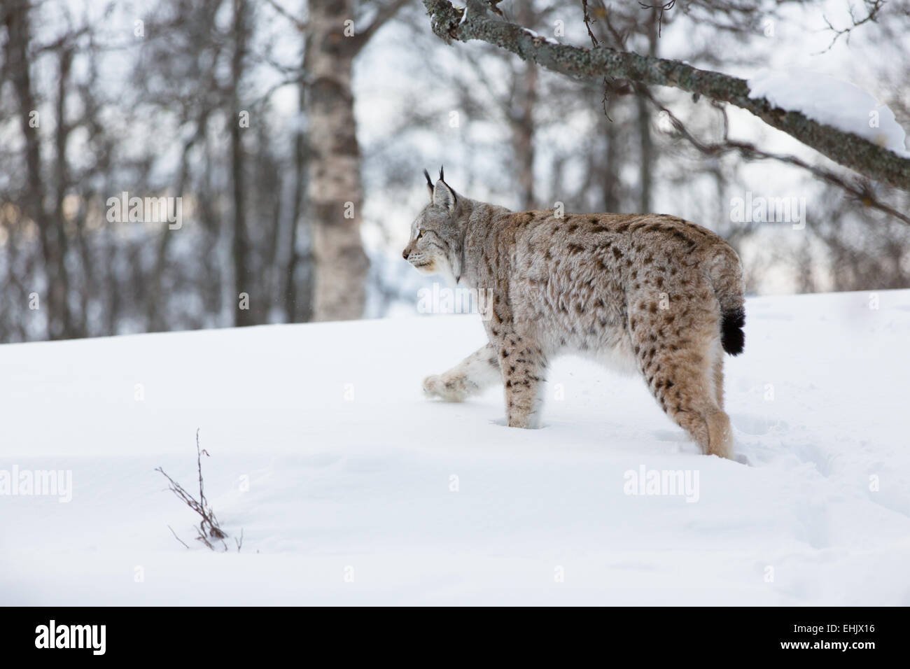 A european lynx in the winter forest. February, Norway Stock Photo - Alamy