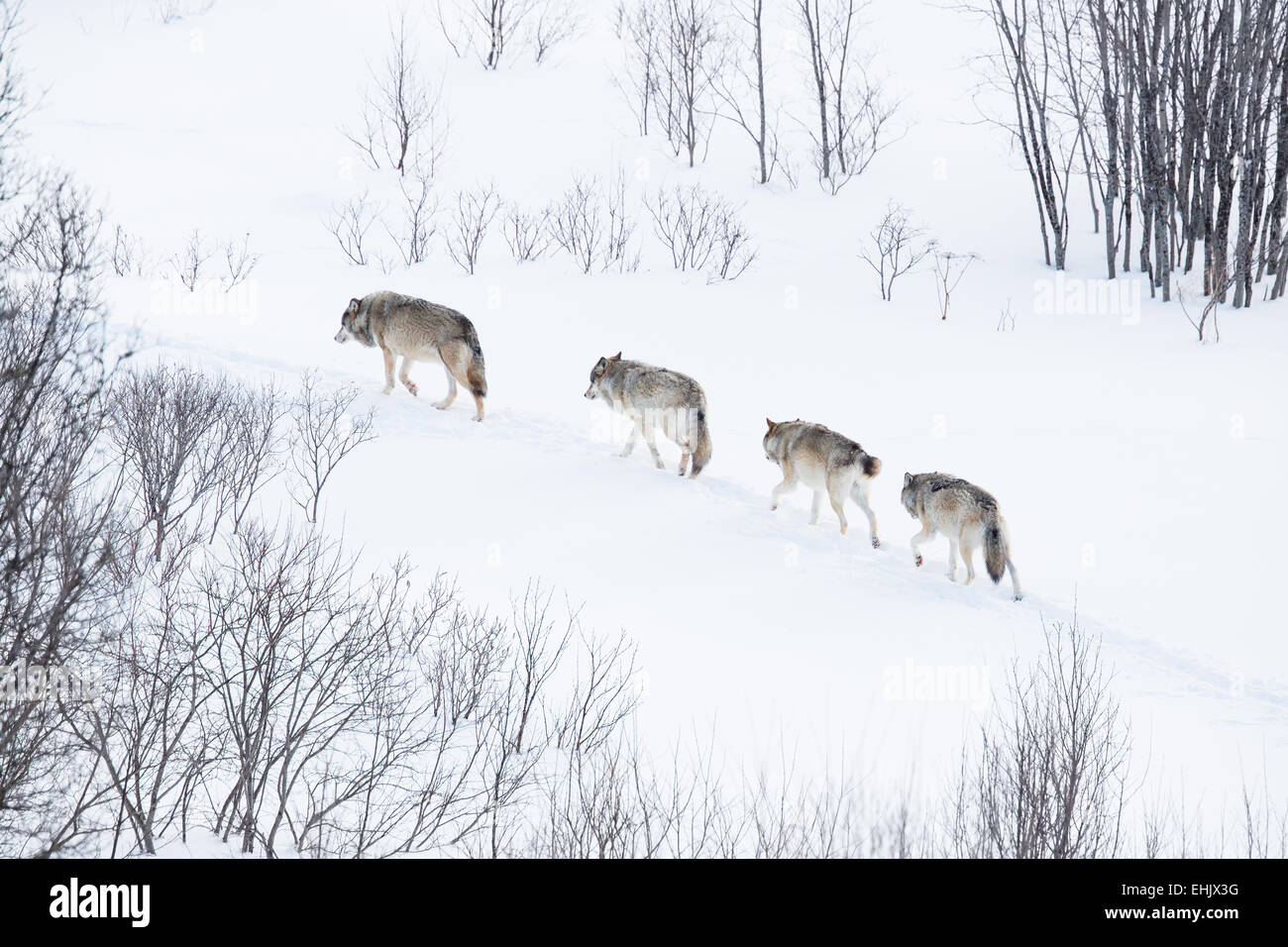 Wolves norway hires stock photography and images Alamy