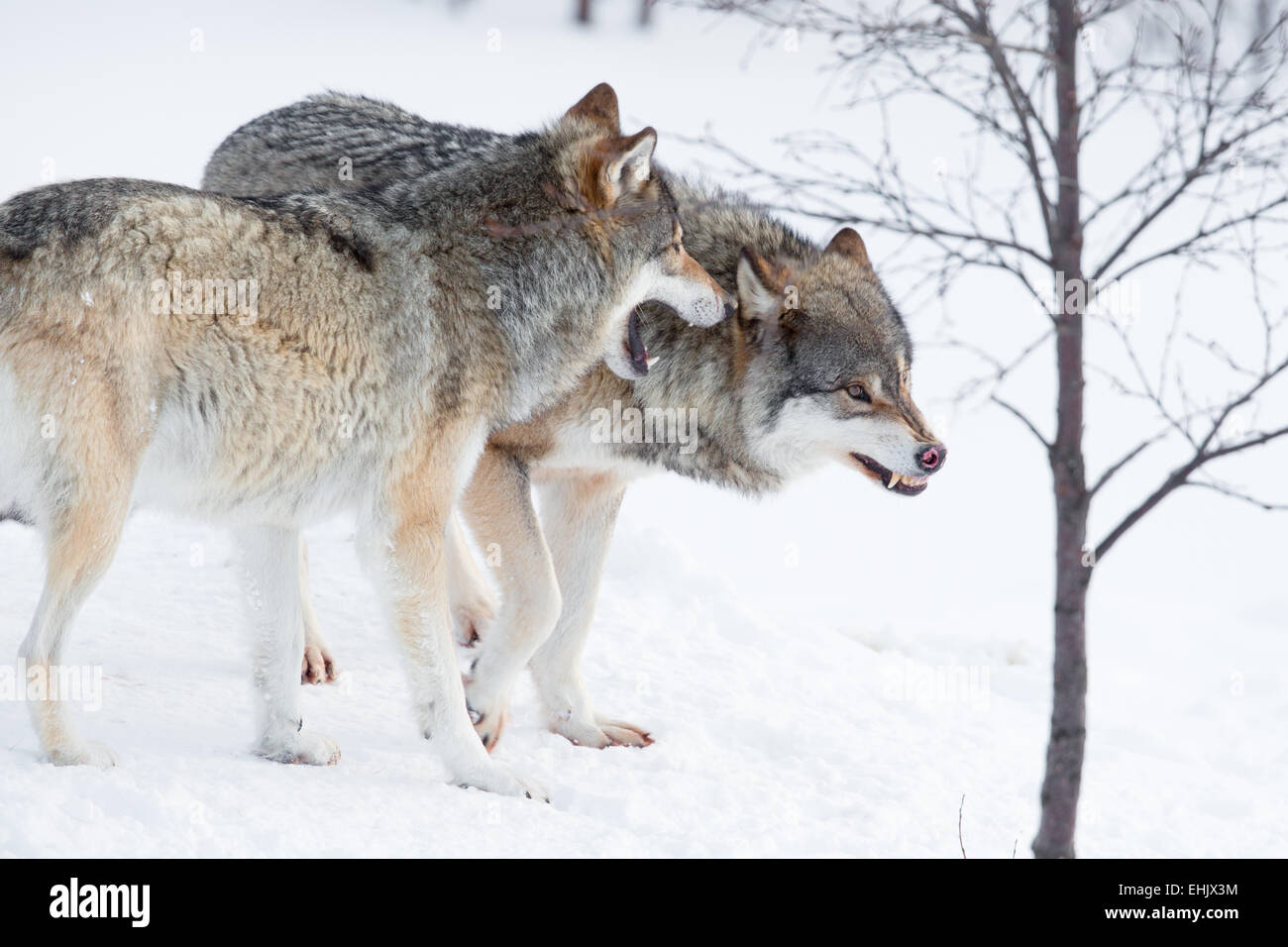 Two furious wolves in the cold snow. Stock Photo