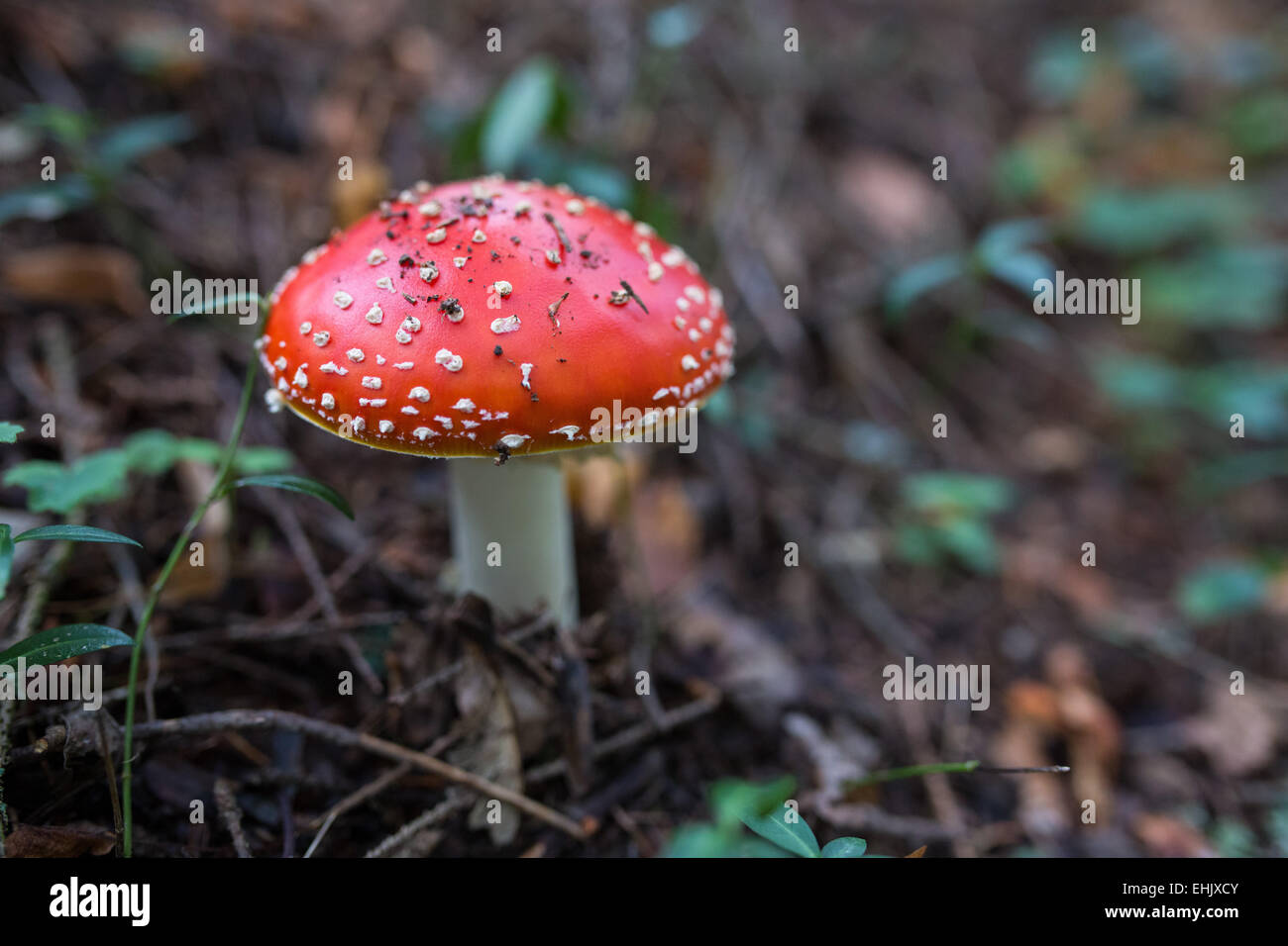 fly-agaric mushroom on natural background Stock Photo