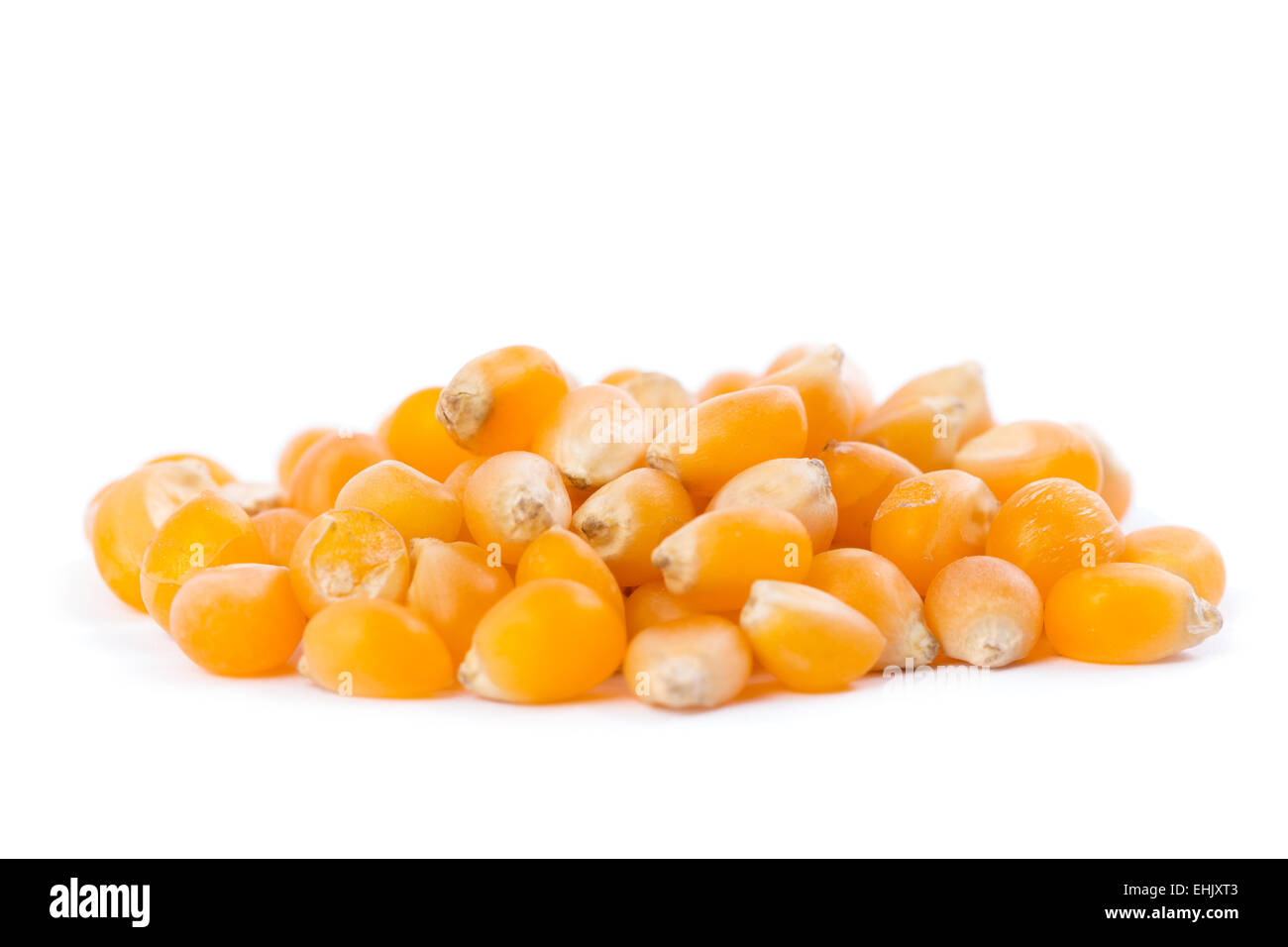 Close-up of corn for popping on white background. Stock Photo