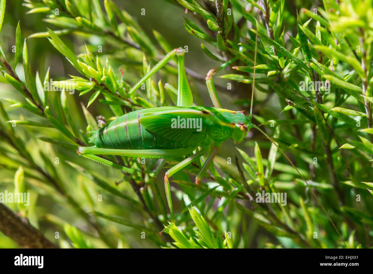 Green Cricket in Diosma Stock Photo