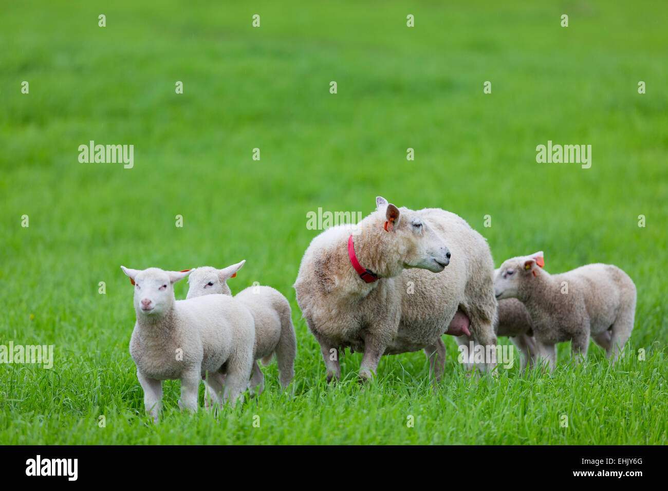 A cute lambs standing in a green field Stock Photo - Alamy