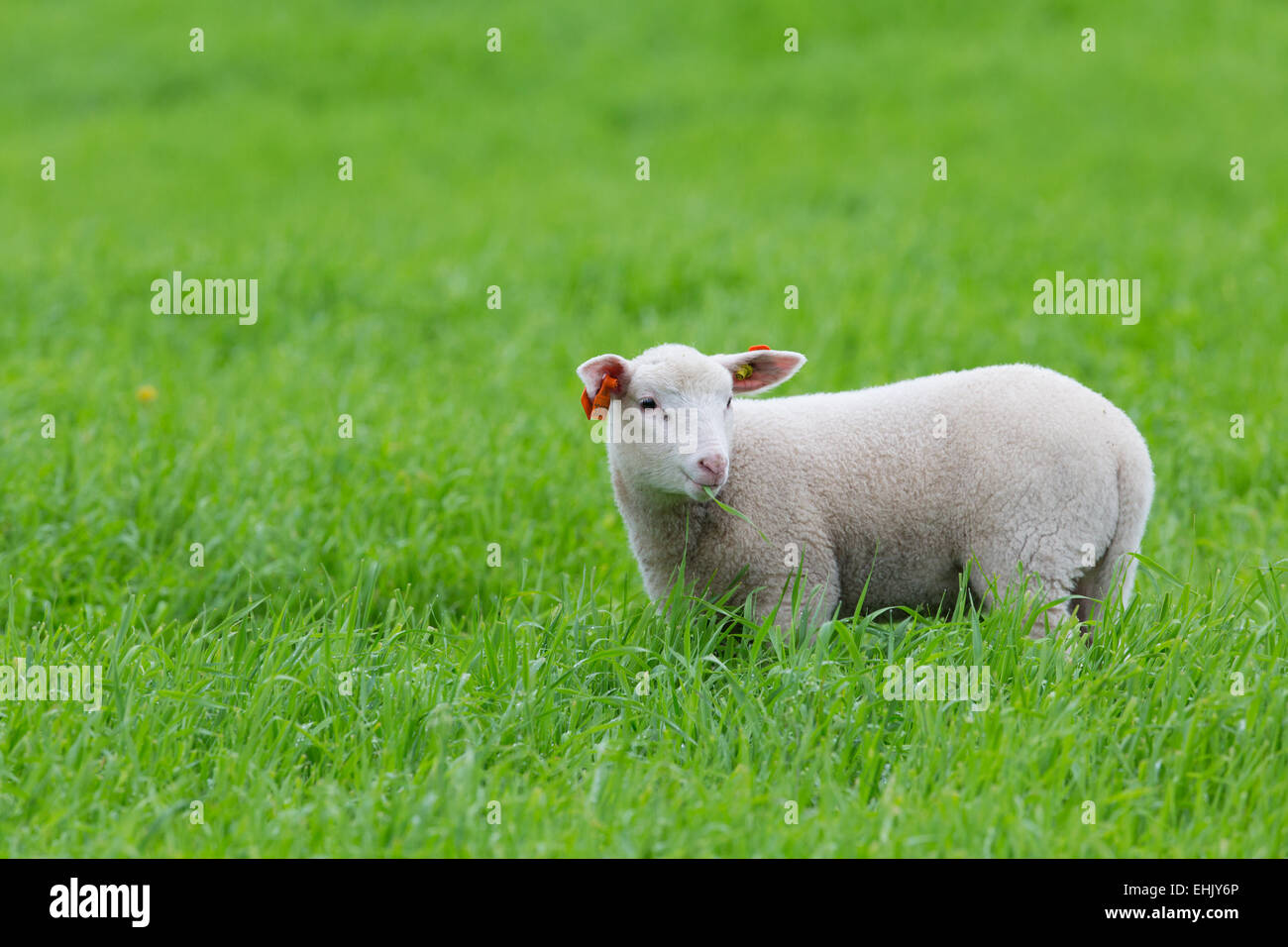 A cute lamb standing in a green field Stock Photo - Alamy